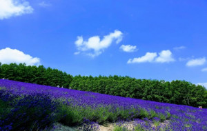 청주출발 [실속] 노보리베츠&도야&후라노&비에이&오타루&삿포로 일주 4일